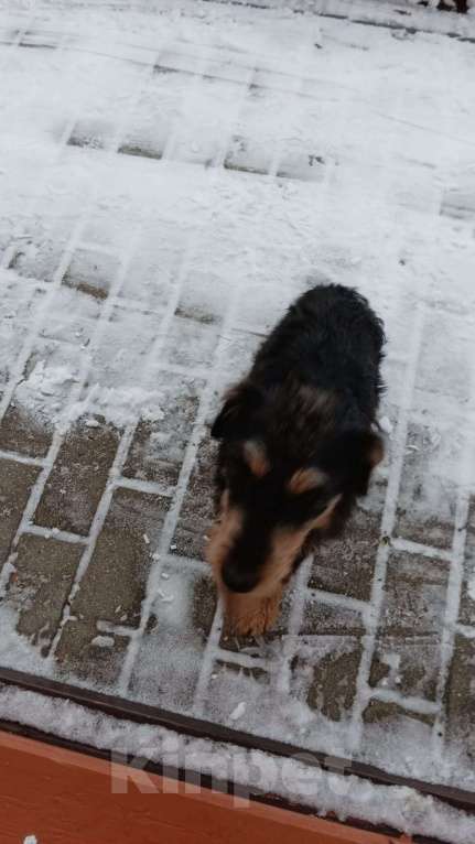 Собаки в других городах Тверской области: Найдена собака -метиз.  Девочка, Бесплатно - фото 3