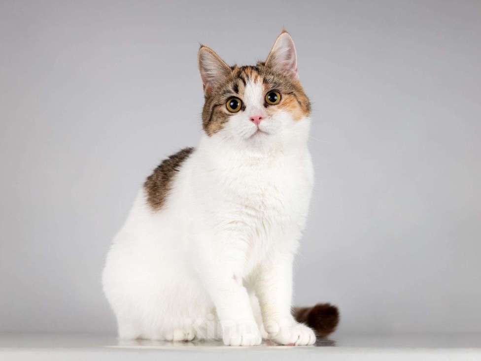 Кошки в Москве: Юная ласковая трехцветная кошечка Ника Девочка, Бесплатно - фото 6