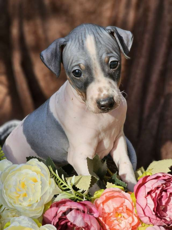 Собаки в Тольятти: Американский голый терьер мальчики Мальчик, 40 000 руб. - фото 1