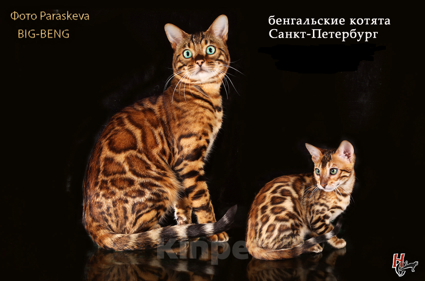 Кошки в Санкт-Петербурге: Бенгальский мальчик Мальчик, 40 000 руб. - фото 4
