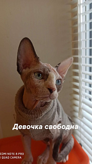 Канадский сфинкс девочка
