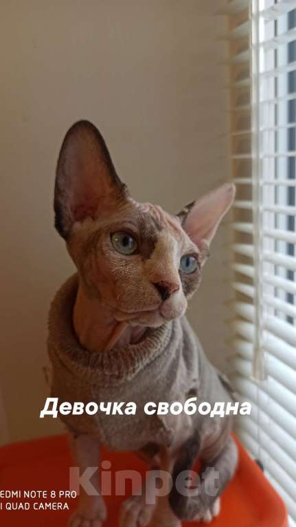 Кошки в Челябинске: Канадский сфинкс девочка Девочка, 25 000 руб. - фото 1