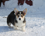 Собаки в Одинцово: Вельш Корги Пемброк Мальчик, 50 000 руб. - фото 2