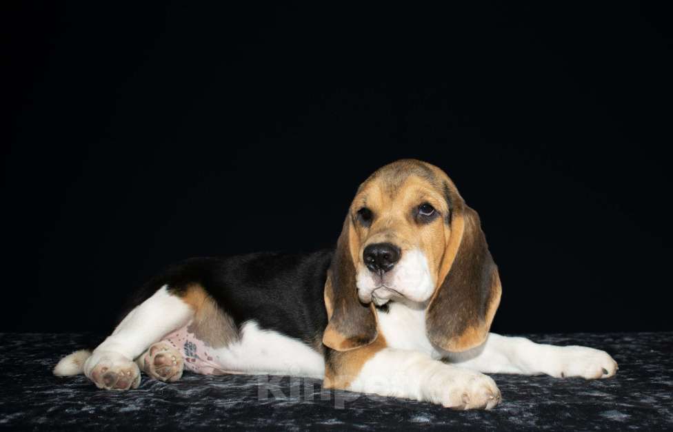 Собаки в Воронеже: Щенок бигля. Питомник Jewel Aleksandrina Мальчик, Бесплатно - фото 2