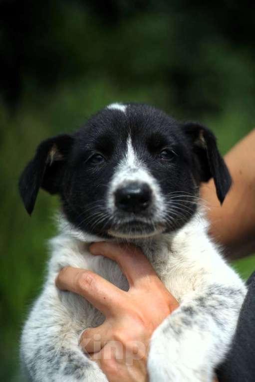 Собаки в Москве: Очаровательные разноцветные малыши-карандаши в дар Мальчик, 1 руб. - фото 10
