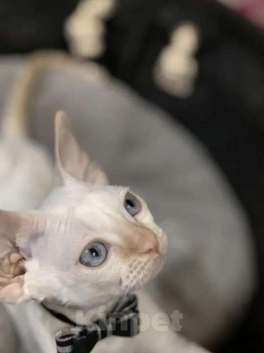 Кошки в Электростали: Мальчик Девон Рекс Мальчик, Бесплатно - фото 1