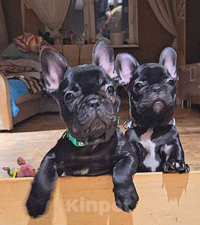 Собаки в Щелково: Милый щенок французского бульдога Мальчик, Бесплатно - фото 1