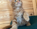 Кошки в Ярославле: Шикарный котенок Мейн -Кун Мальчик, 35 000 руб. - фото 4