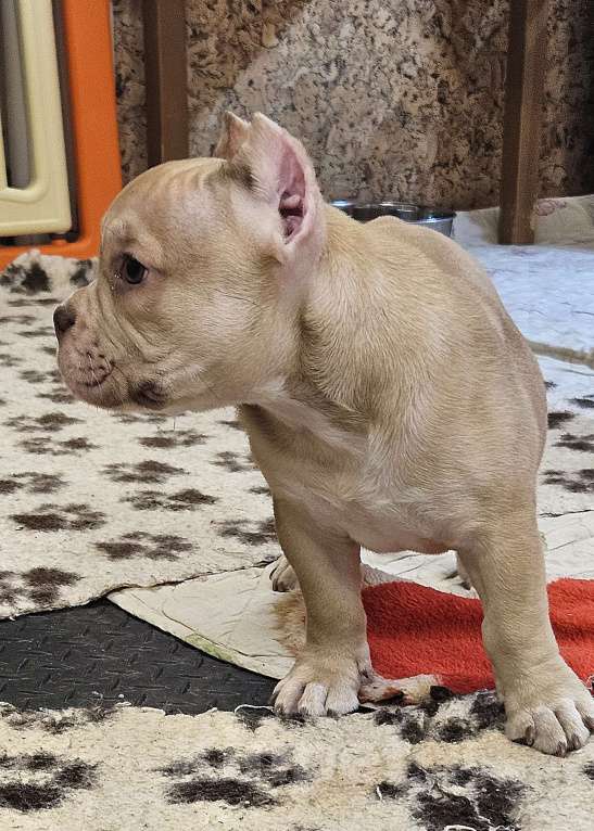 Собаки в Новосибирске: Девочки Американского булли Девочка, Бесплатно - фото 1