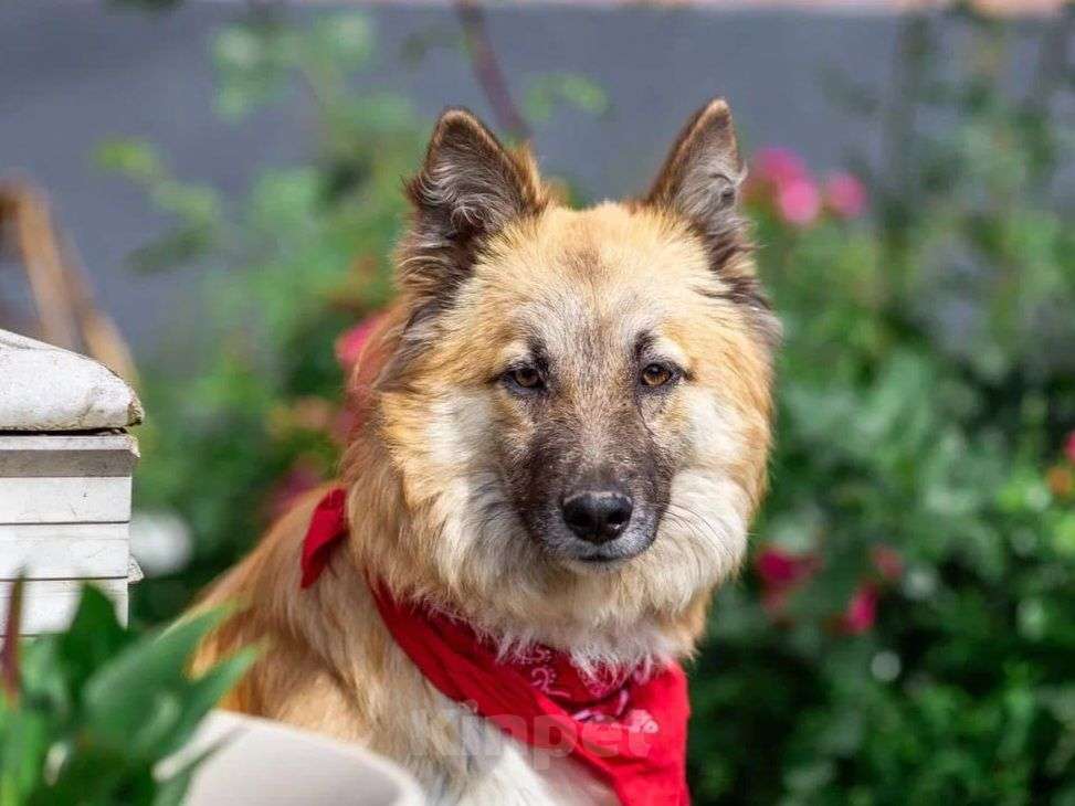 Собаки в Москве: Рыжий пес-подросток в добрые руки! Мальчик, Бесплатно - фото 3