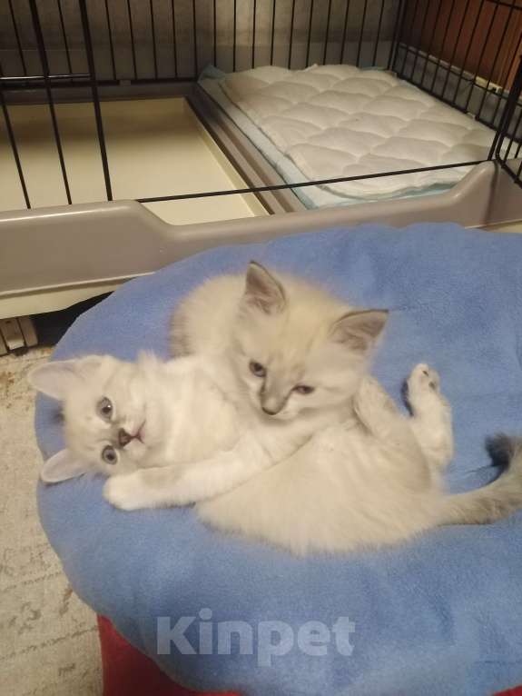 Кошки в Красноярске: Котята домашние Девочка, Бесплатно - фото 4