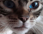 Кошки в Москве: Найдена кошка Девочка, Бесплатно - фото 1