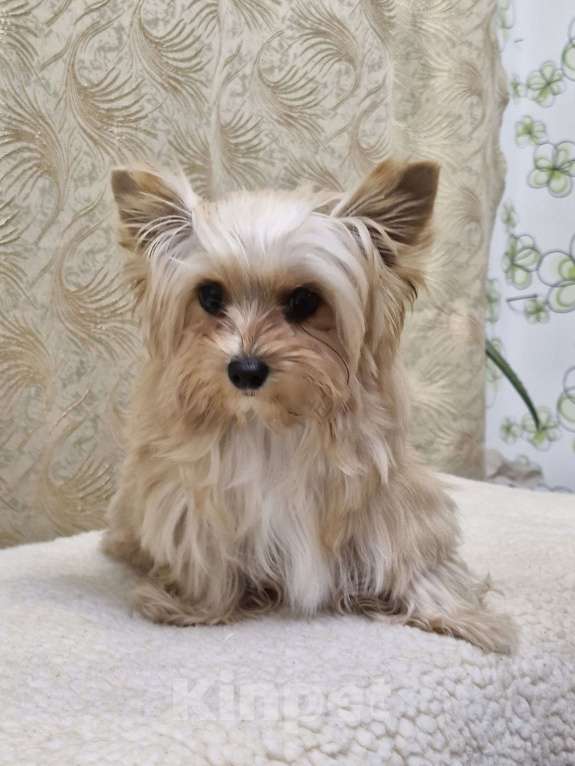 Собаки в Ростове-на-Дону: Голддаст йорк Мальчик, 30 000 руб. - фото 8