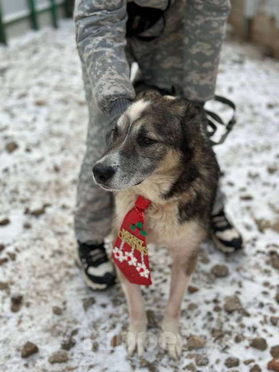 Собаки в Москве: Гоша Мальчик, Бесплатно - фото 5