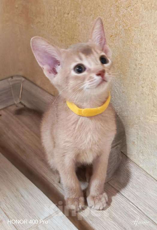 Кошки в Москве: Абиссинские котята  Девочка, 45 000 руб. - фото 6