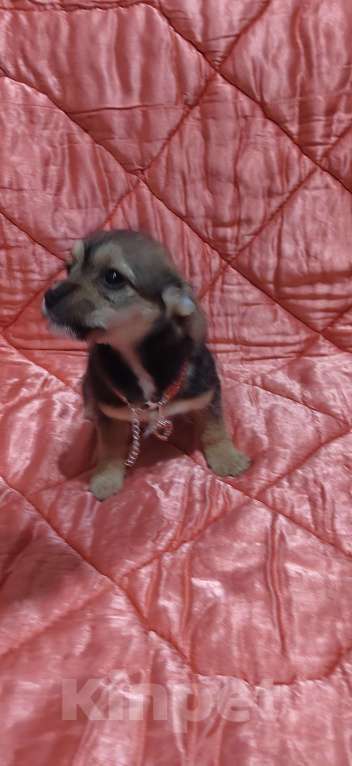 Собаки в Екатеринбурге: Малыши Девочка, 15 000 руб. - фото 3