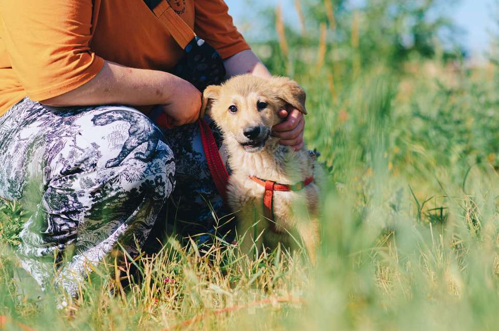 Собаки в Москве: Кумкват Мальчик, Бесплатно - фото 8