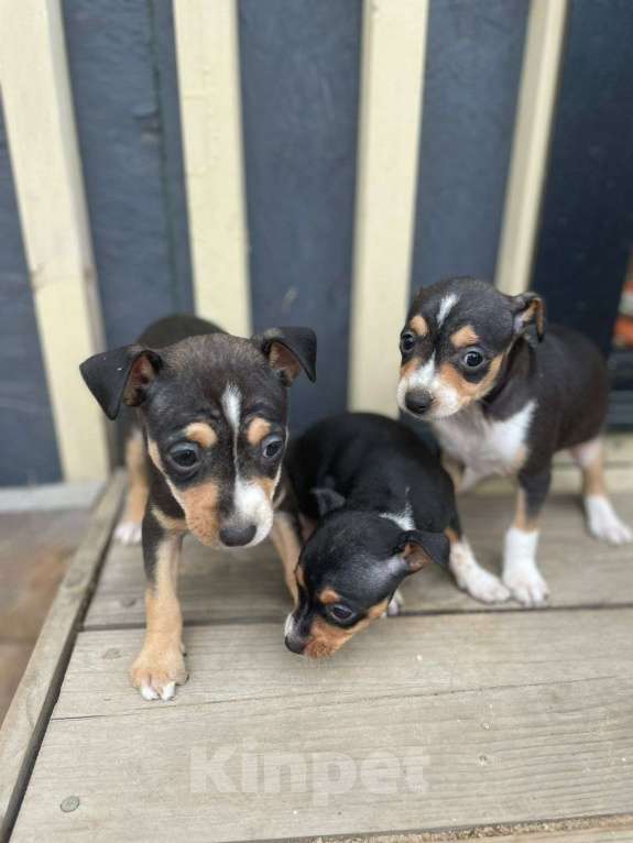 Собаки в Санкт-Петербурге: Той терьер  Мальчик, 18 000 руб. - фото 2