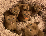 Кошки в Ливны: Бурманские котята, 25 000 руб. - фото 1