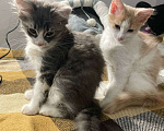Кошки в Москве: котята домашние с паспортом и прививками Девочка, Бесплатно - фото 1