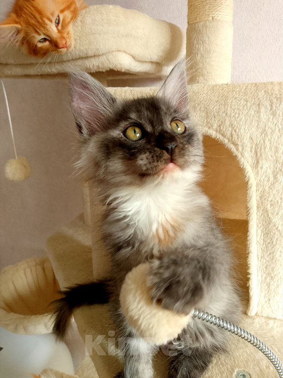 Кошки в Энгельс: Предлагаем очаровательных котят Мейн-кун, выращенных в любви и заботе. Малыши очень ласковые. Мальчик, Бесплатно - фото 10