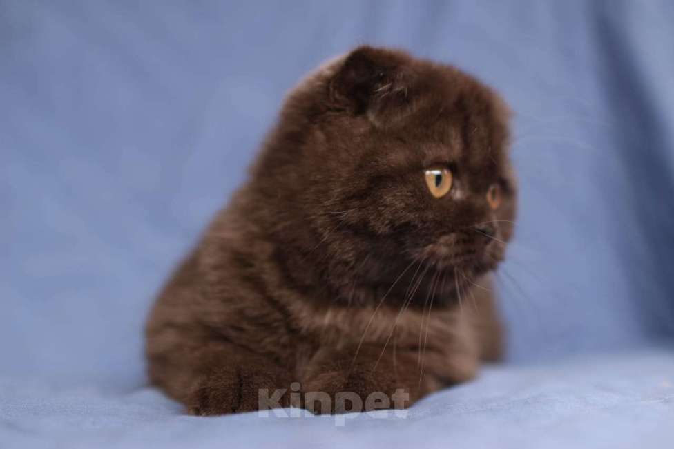 Кошки в Самаре: Вислоухая девочка Девочка, 45 000 руб. - фото 2