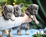 Собаки в Москве: щенки французского бульдога Девочка, 80 000 руб. - фото 2