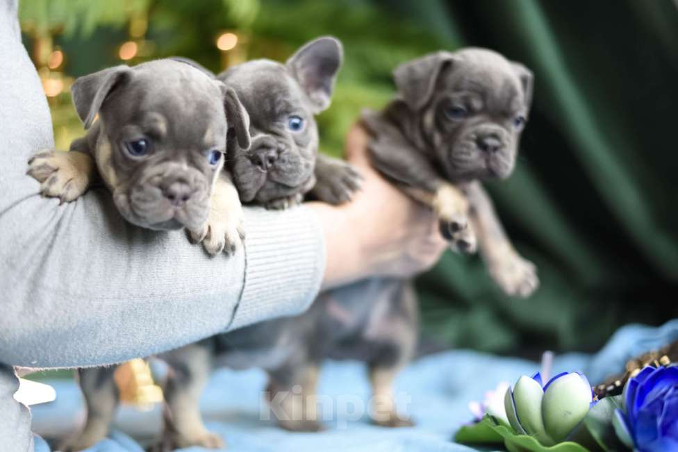 Собаки в Москве: щенки французского бульдога Девочка, 80 000 руб. - фото 2