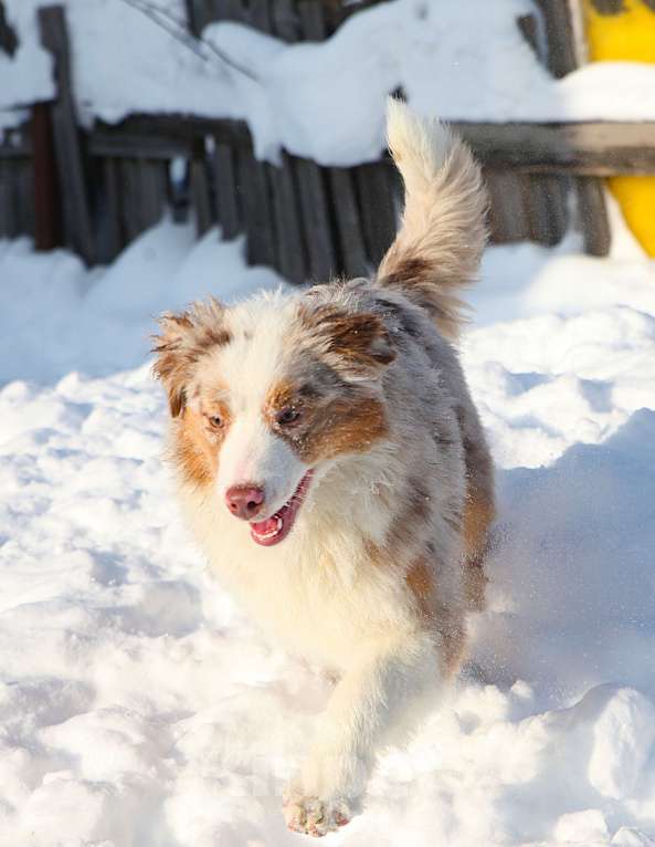 Собаки в других городах Владимирской области: щенок австралийской овчарки Девочка, 90 000 руб. - фото 2