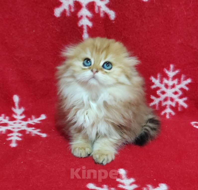 Кошки в Москве: Золотая мраморная кошечка хайленд Девочка, 40 000 руб. - фото 6