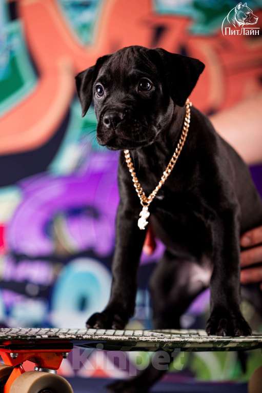 Собаки в Ульяновске: Американский питбультерьер, щенок Мальчик, Бесплатно - фото 6