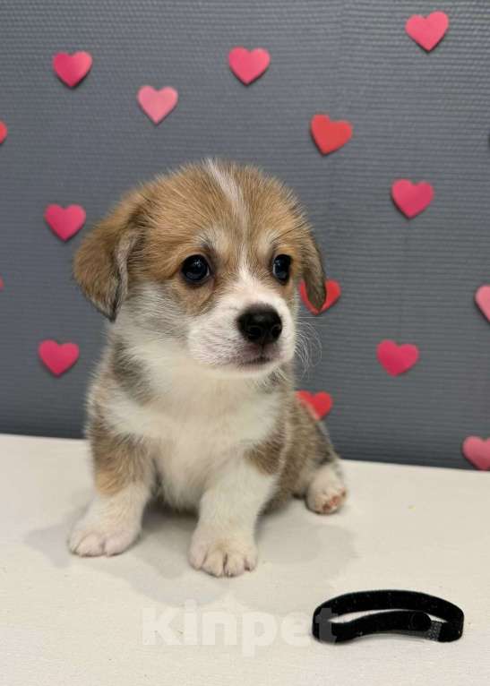 Собаки в Кургане: Щенок вельш корги пемброк, мальчик Мальчик, 50 000 руб. - фото 2