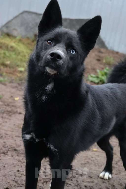 Собаки в Раменском: Плюша ищет семью Девочка, Бесплатно - фото 1