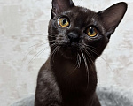 Кошки в Энгельс: Котята европейской бурмы Девочка, 30 000 руб. - фото 8