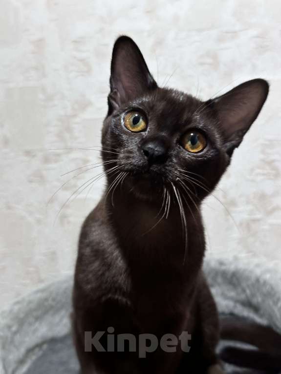 Кошки в Энгельс: Котята европейской бурмы Девочка, 30 000 руб. - фото 8