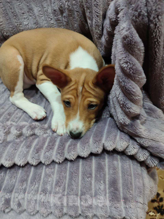 Собаки в Подольске: Басенджи девочки рыже-белые Девочка, 50 000 руб. - фото 3