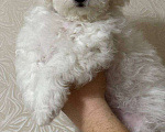 Собаки в Омске: Щенки Бишон Фризе Мальчик, 100 000 руб. - фото 2