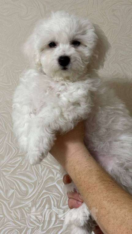 Собаки в Омске: Щенки Бишон Фризе Мальчик, 100 000 руб. - фото 2