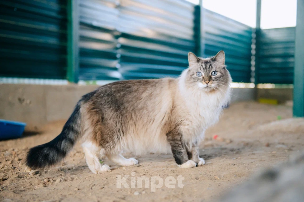 Кошки в Москве: Мурзилка мечтает о любящей семье! Мальчик, Бесплатно - фото 4
