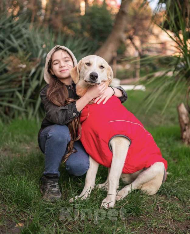 Собаки в других городах Краснодарского края: Добрейшая собака Челси в добрые ручки  Девочка, Бесплатно - фото 3