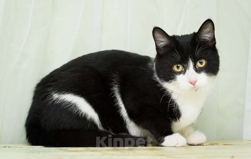 Кошки в Москве: Веня Мальчик, Бесплатно - фото 2