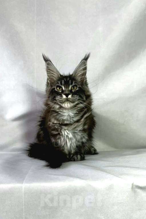 Кошки в Москве: Мейн-кун котята Девочка, 35 000 руб. - фото 5