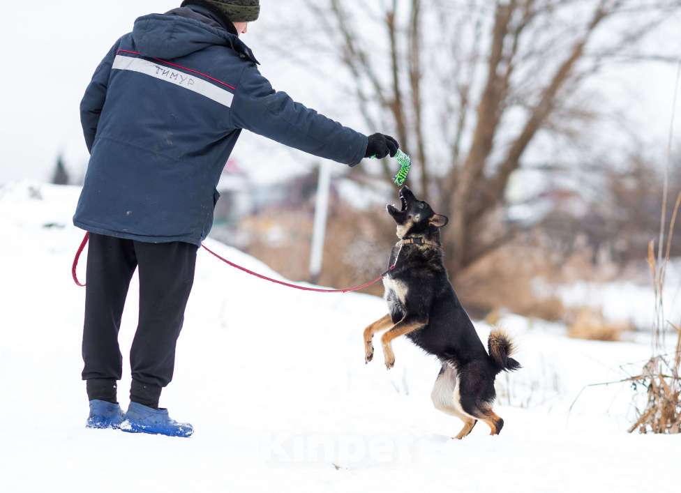 Собаки в Мытищах: Энергичная Джулия ищет дом Девочка, Бесплатно - фото 7