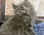 Кошки в Санкт-Петербурге: Мейн Кун котёнок  Мальчик, 60 000 руб. - фото 4