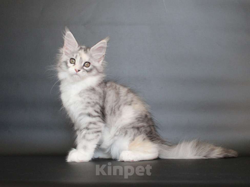 Кошки в Екатеринбурге: Дайнерис. Девочка Девочка, 50 000 руб. - фото 3