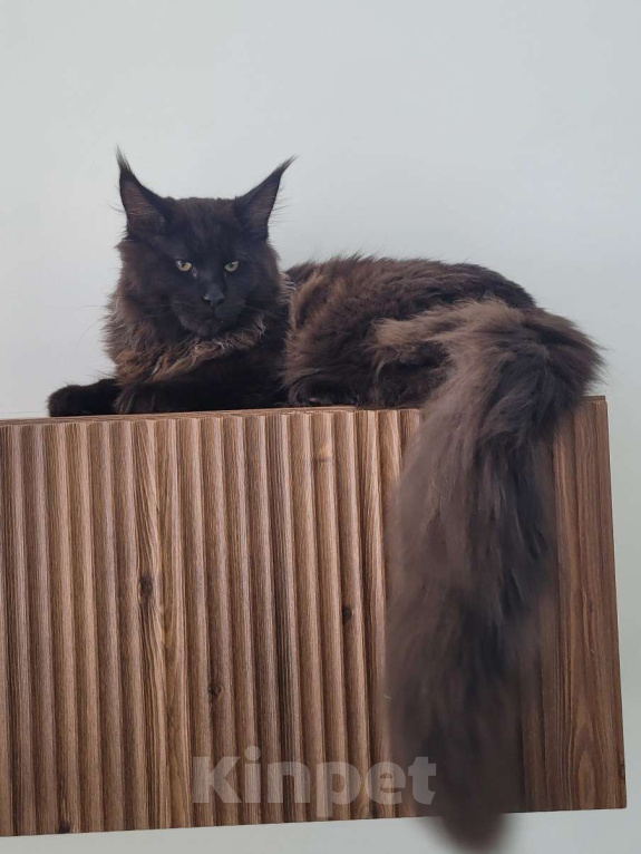 Кошки в Москве: Суровый котяра Мальчик, 45 000 руб. - фото 4