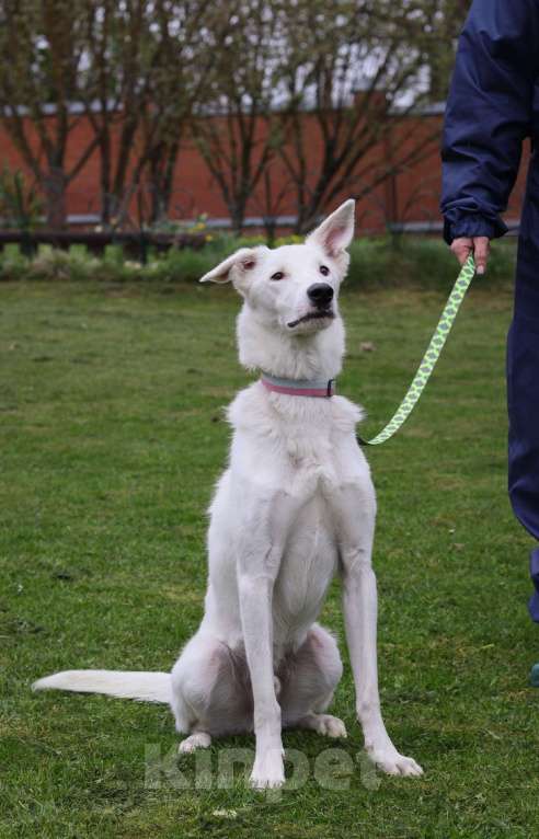 Собаки в Москве: Ральфу очень нужен дом  Мальчик, Бесплатно - фото 4
