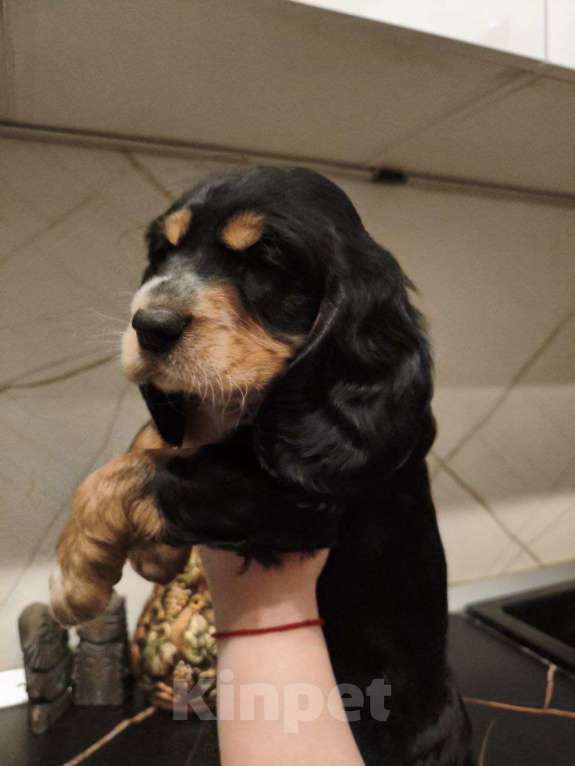 Собаки в Москве: Щенки русского охотничьего спаниеля Мальчик, 25 000 руб. - фото 2