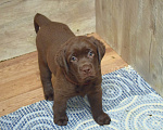 Собаки в Санкт-Петербурге: Шоколадные щенки лабрадора из питомника РКФ Мальчик, 100 000 руб. - фото 2