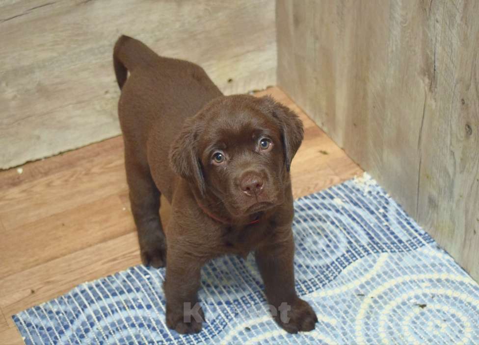 Собаки в Санкт-Петербурге: Шоколадные щенки лабрадора из питомника РКФ Мальчик, 100 000 руб. - фото 2